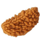 1 Mukhi Rudraksha Benefits