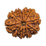 11 Mukhi Rudraksha Benefits