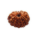 12 Mukhi Rudraksha Benefits