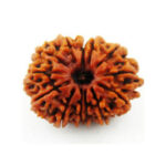 13 Mukhi Rudraksha Benefits