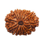 14 Mukhi Rudraksha Benefits