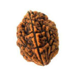 2 Mukhi Rudraksha Benefits