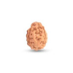 3 Mukhi Rudraksha Benefits