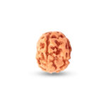 4 Mukhi Rudraksha Benefits