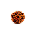 9 Mukhi Rudraksha Benefits