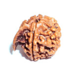 Ganesh Rudraksha Benefits